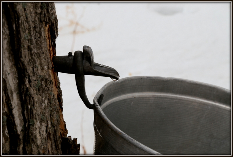 Maple Syrup 농장 232.JPG