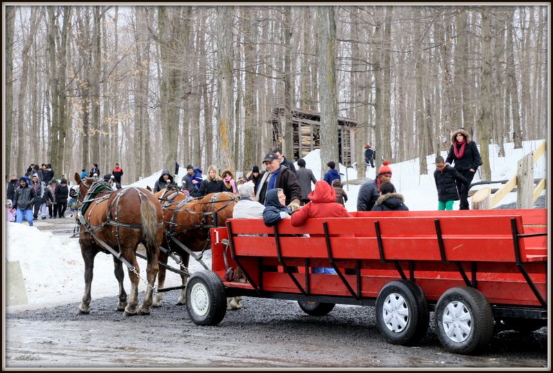 Maple Syrup 농장 272.JPG